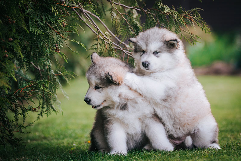 chó Alaska có tổ tiên là giống chó sói tuyết hoang