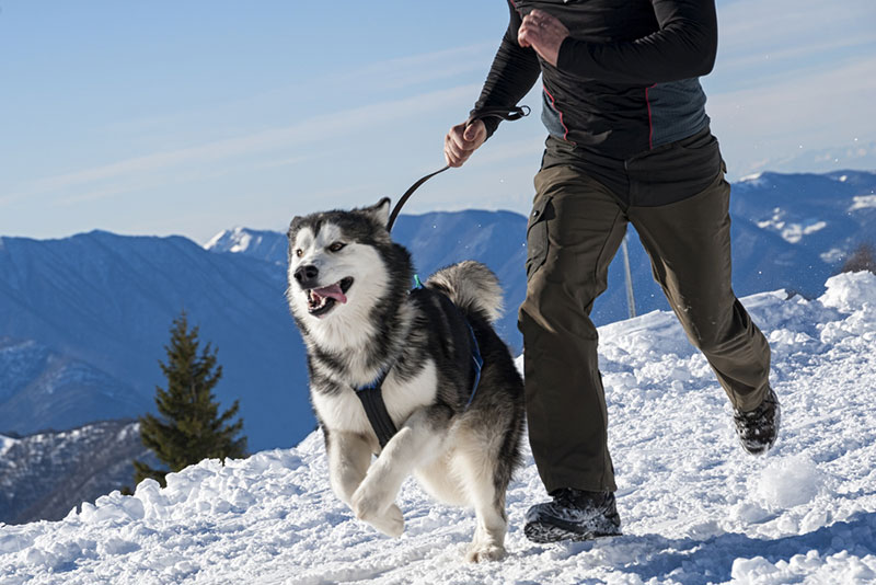 Chó Alaska là người bạn đồng hành trong mọi chuyến phiêu lưu