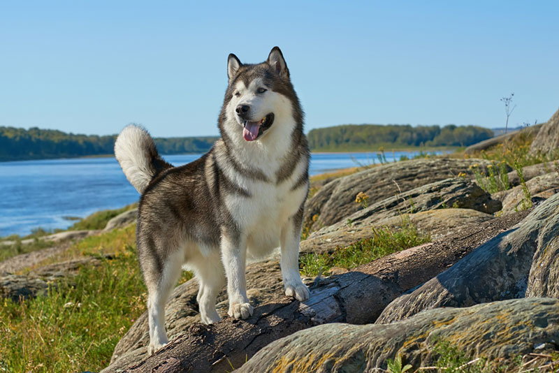 Chó tai dựng Alaska dũng mãnh