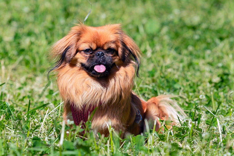 Chó Bắc Kinh là giống chó Trung Quốc được nuôi phổ biến ở Việt Nam