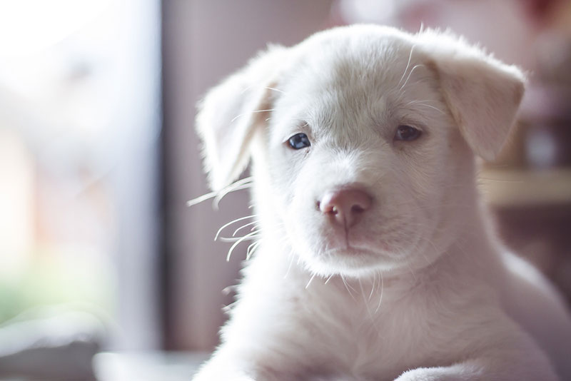 Chó bạch tạng mang bệnh đột biến gen hiếm