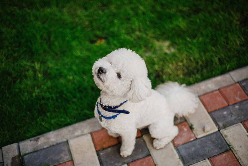 Chó Bichon được lai tạo giữa hai giống chó Poodle và chó Spaniel Barbet