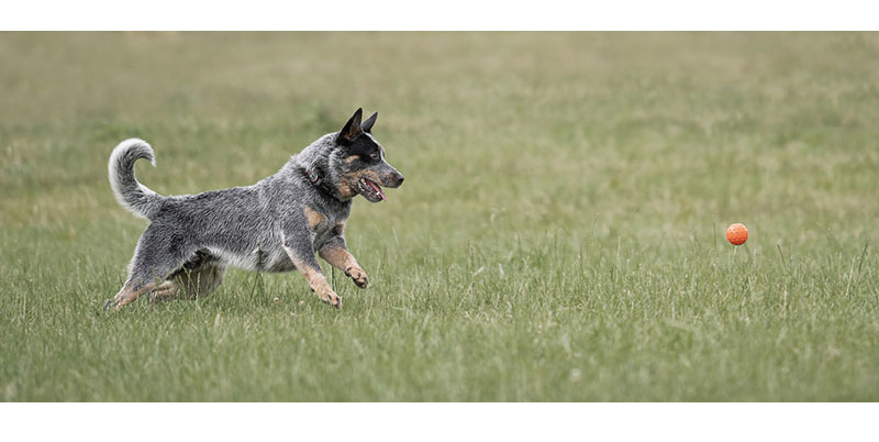 Chó chăn bò Úc ưa thích vận động ở không gian rộng rãi