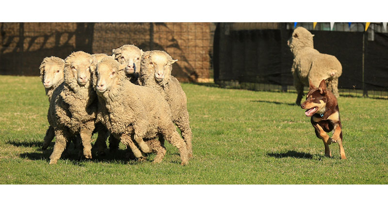Chó chăn cừu Kelpei Úc rất yêu thích công việc chăn gia súc