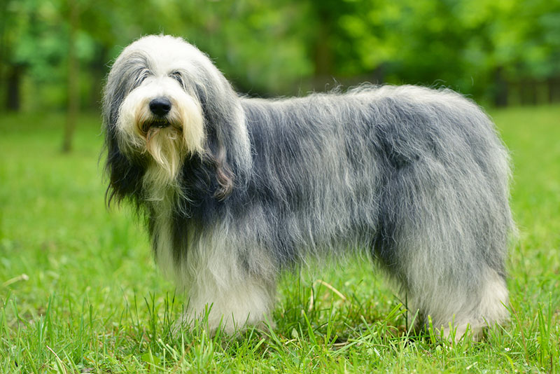 Old English Sheepdog sở hữu bộ lông dày và dài