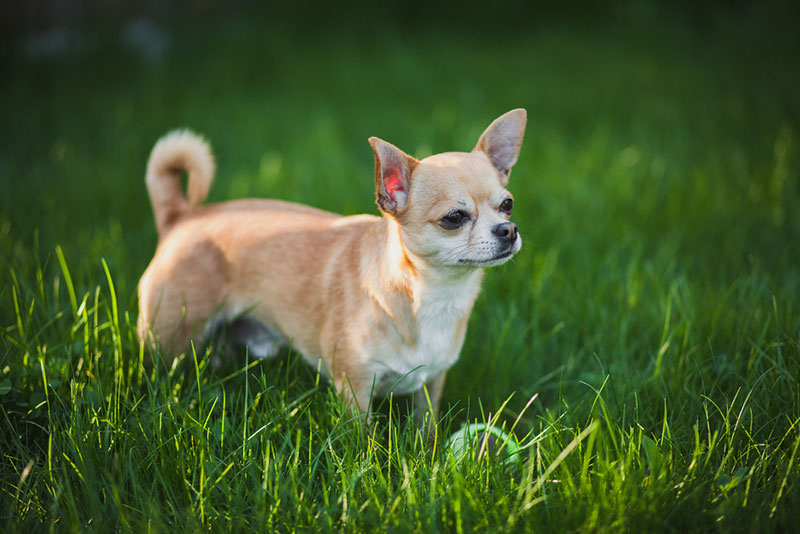 Chó tai dựng Chihuahua sở hữu ngoại hình nhỏ nhất thế giới