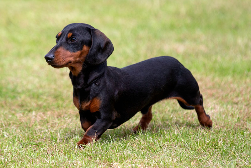 Chó Dachshund sở hữu thân hình ngộ nghĩnh