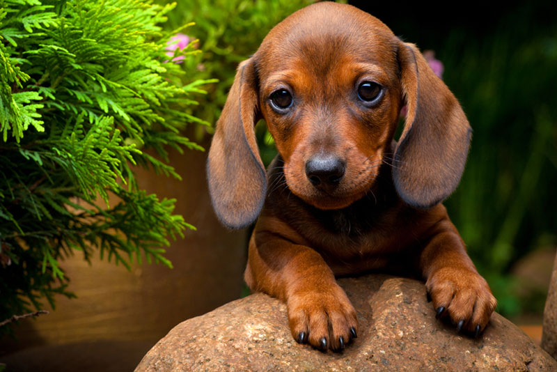 Dachshund là giống chó dễ thương, thân thiện