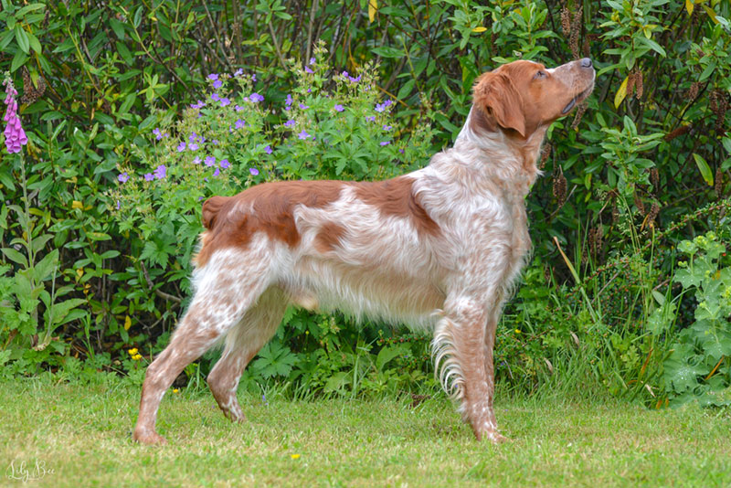 Chó không đuôi Brittany Spaniel là giống chó săn nhanh nhẹn