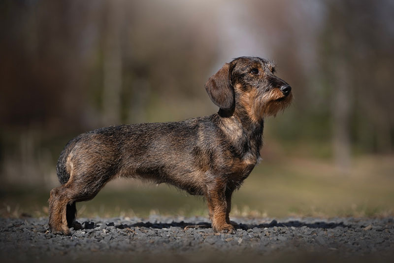 Chó Dachshund lông xù