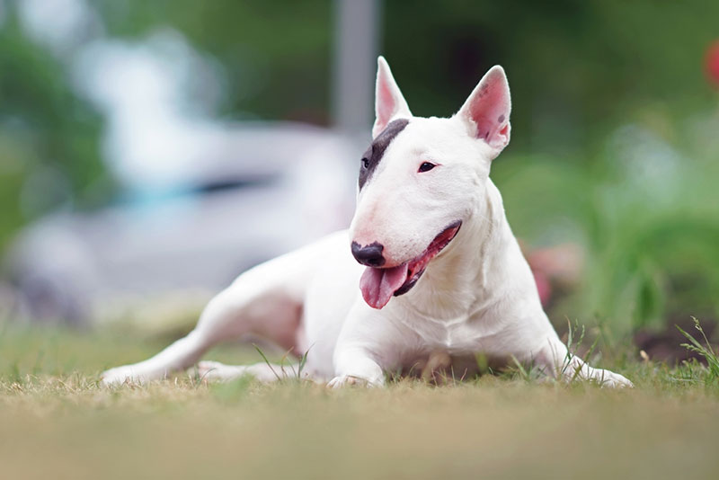 Chó mặt dài Bull Terrier có nguồn gốc từ Anh Quốc