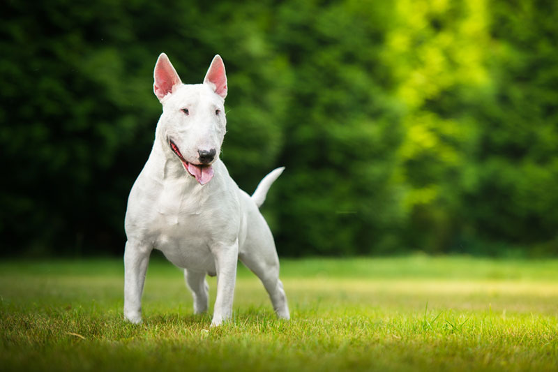 Chó mặt dài Bull Terrier sở hữu thân hình vạm vỡ, cơ bắp chắc khỏe