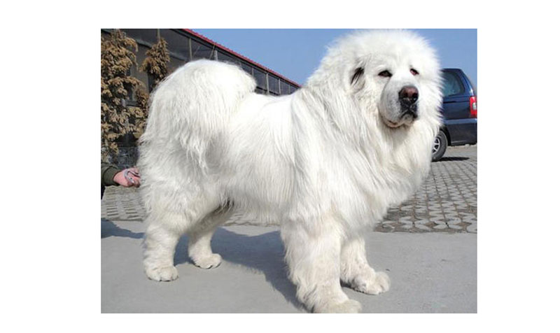 Chó Ngao Tây Tạng trắng có ngoại hình to lớn