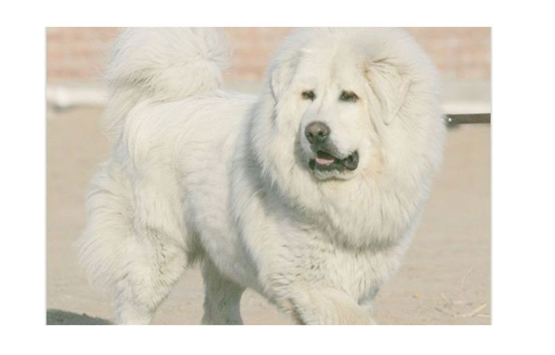 Chó Ngao Tây Tạng trắng là giống chó hiếm