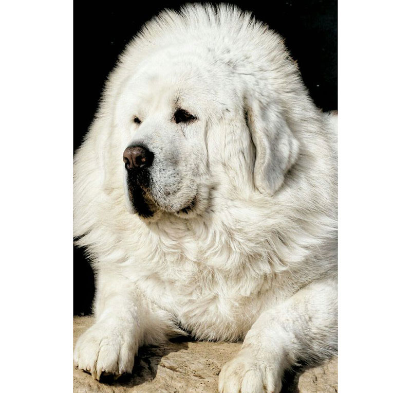 Chó ngao Tây Tạng trắng có bờm sư tử