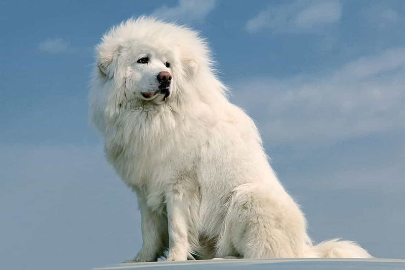 Chó Ngao Tây Tạng trắng dũng mãnh