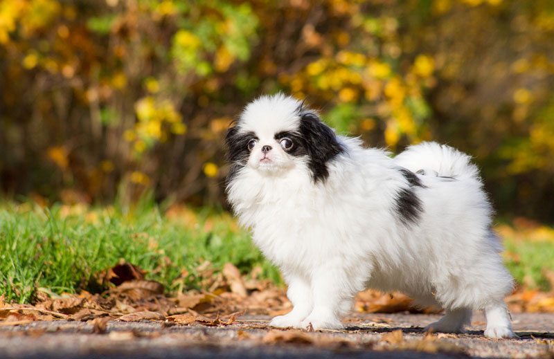 Chó Nhật mini sở hữu ngoại hình nhỏ nhắn, cơ thể cân đối