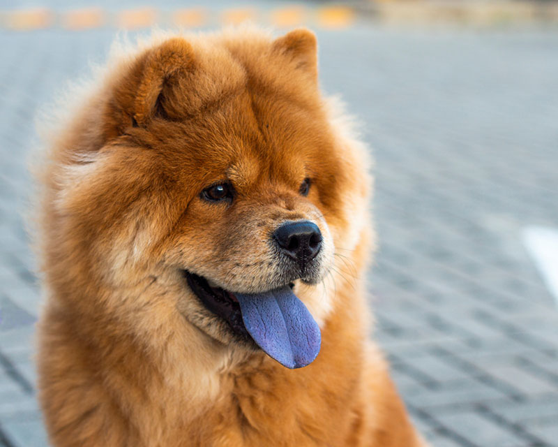 Chó sư tử sở hữu chiếc lưỡi màu xanh tím