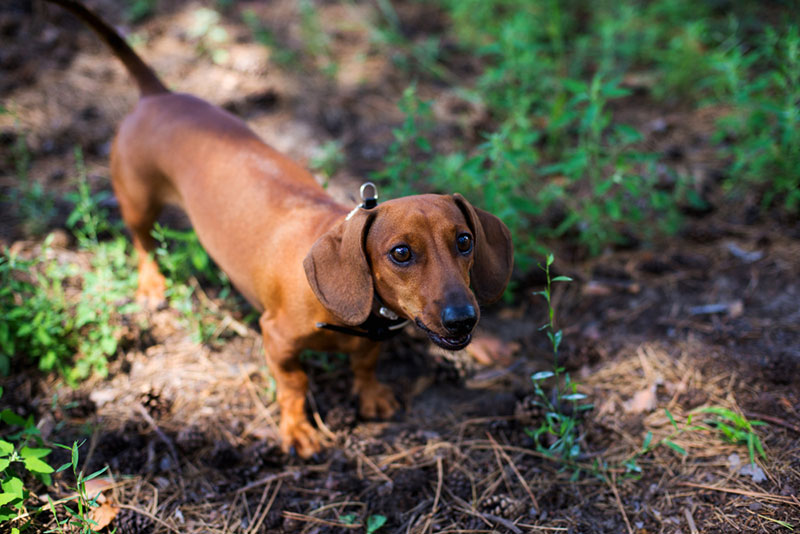 Chó Dachshund là giống chó săn nhỏ dũng mãnh