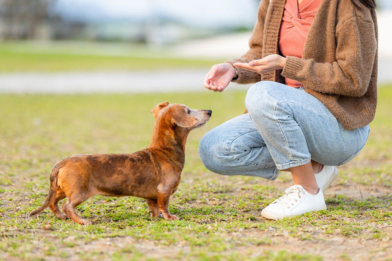 Chó Dachshund rất thông minh