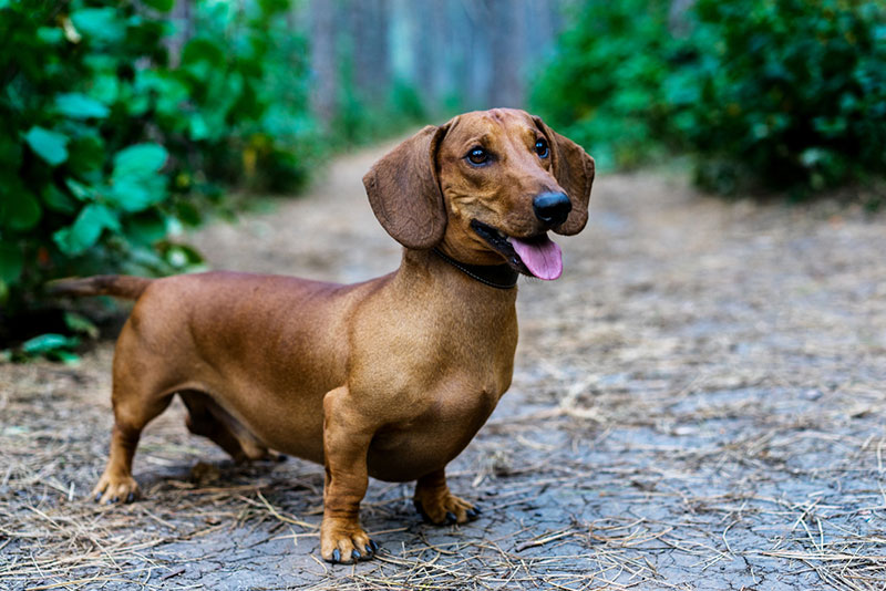 Dachshund tinh nghịch, mang nhiều năng lượng tích cực