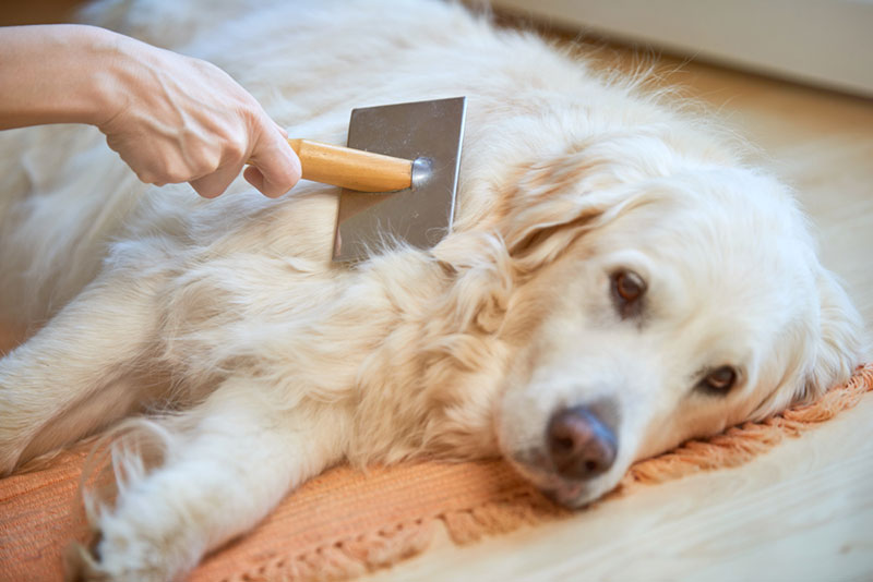 Chải lông cho chó thường xuyên để kích thích mọc lông mới