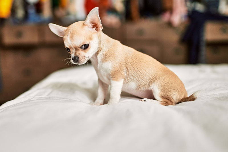 Chihuahua không thích hợp nuôi trong gia đình có trẻ nhỏ