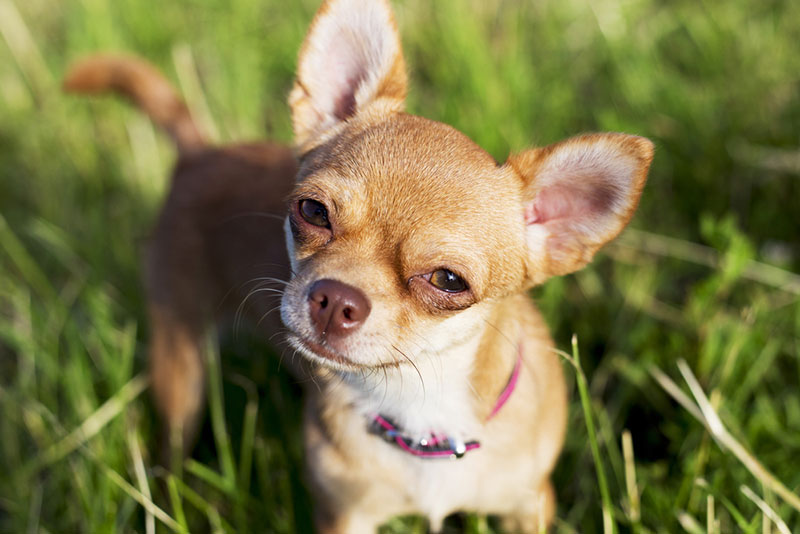 Giống chó Chihuahua có kích thước nhỏ nhất thế giới