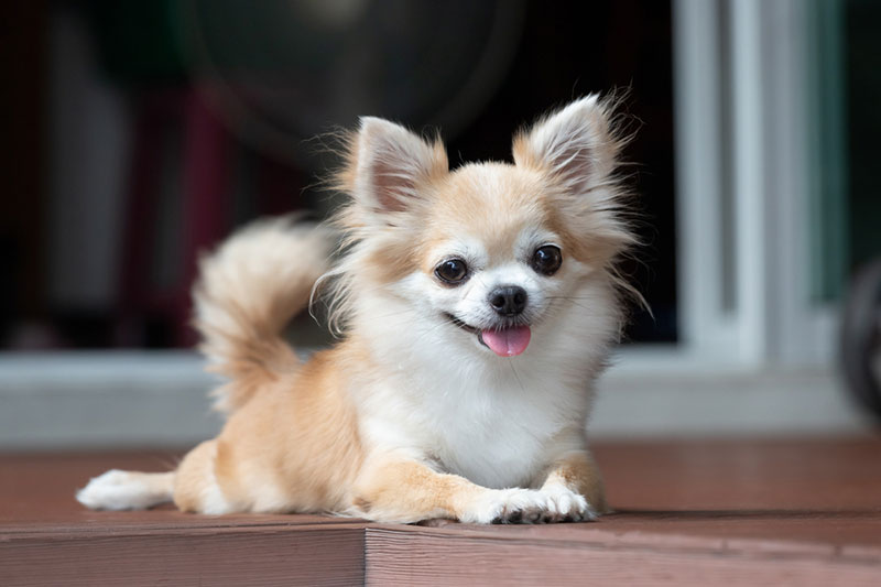 Chihuahua dễ mắc các bệnh liên quan đến hệ hô hấp
