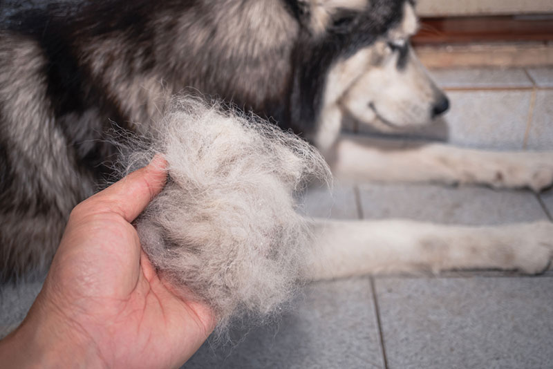 Chó bị rụng lông có bất thường không?
