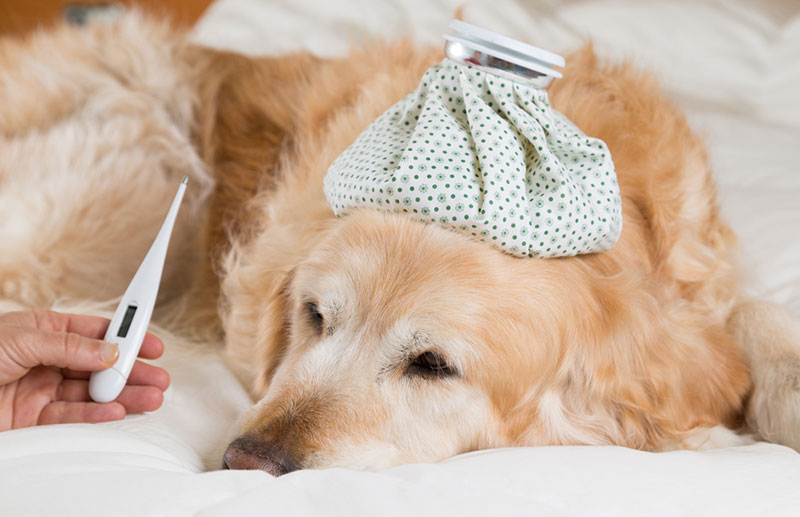 Chó bị sốt khi thân nhiệt tăng cao bất thường