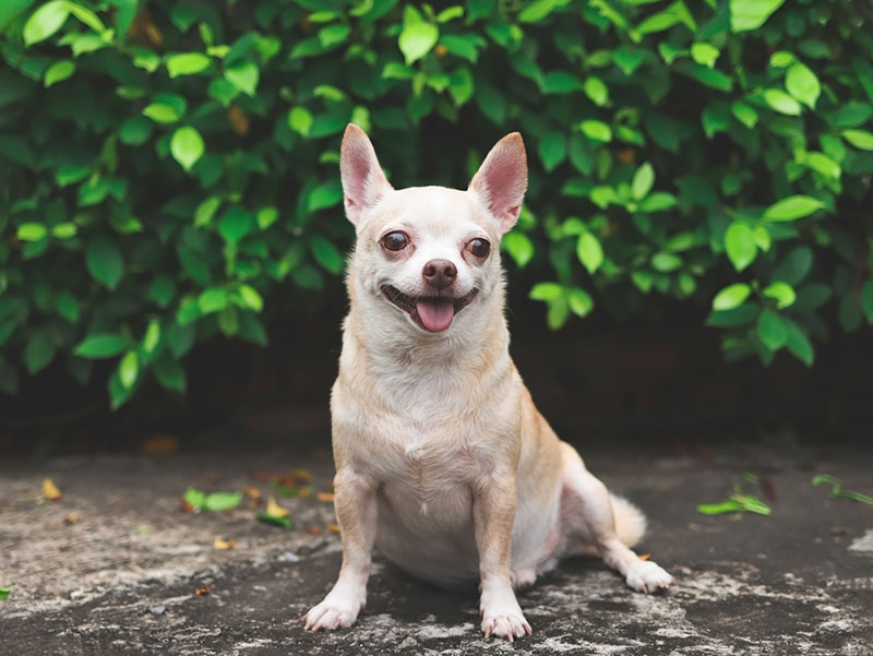 Chó Chihuahua cần được giữ vệ sinh cơ thể sạch sẽ