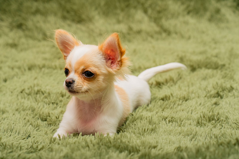 Chó Chihuahua với giá thành hợp lý được nhiều người ưa chuộng