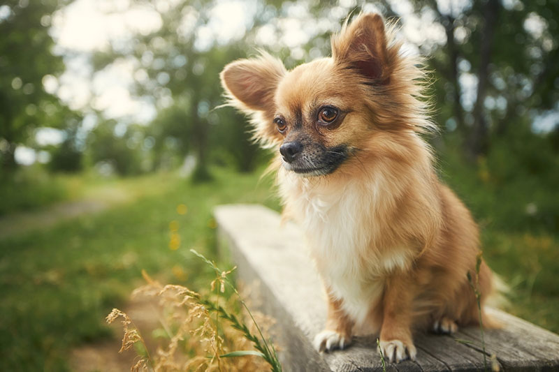 Chihuahua được chia thành 2 loại: lông ngắn và lông dài