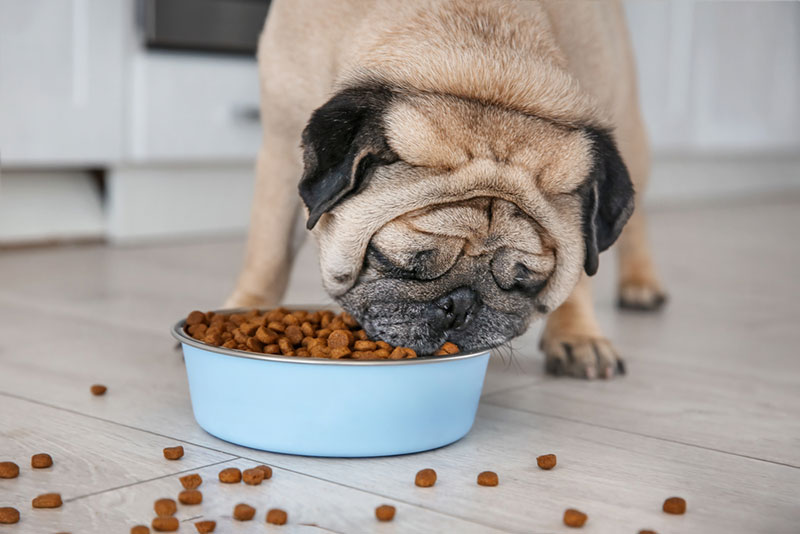Bổ sung chế độ ăn đủ dinh dưỡng cho chó bị rụng lông