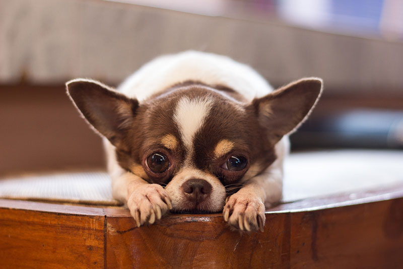 Cung cấp đủ dinh dưỡng để chó Chihuahua phát triển khỏe mạnh