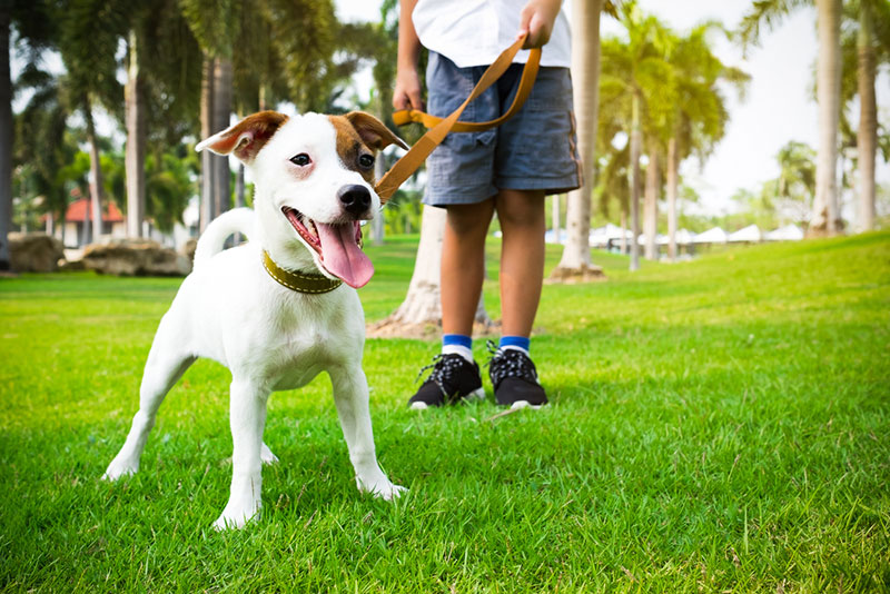 Dắt chó đi dạo mỗi ngày để cải thiện tâm trạng chúng