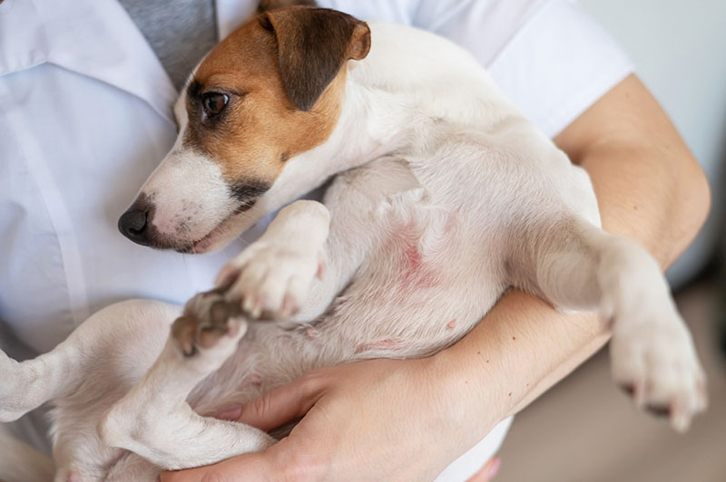 Đưa cún cưng đi thăm khám và chữa trị kịp thời khi phát hiện triệu chứng gây bệnh