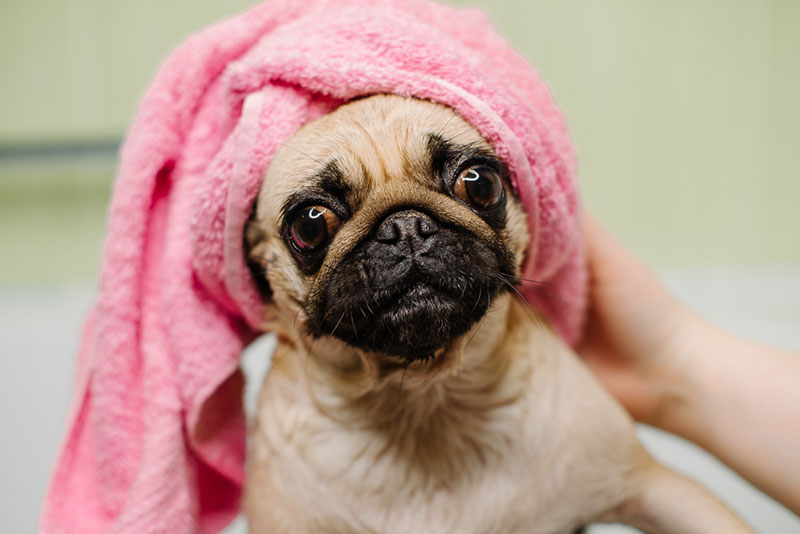 Lau khô lông sau tắm giúp chó tránh bị cảm lạnh