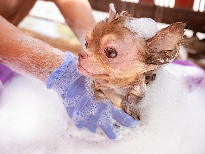 Tắm cho chó bị rụng lông bằng sữa tắm chuyên dụng