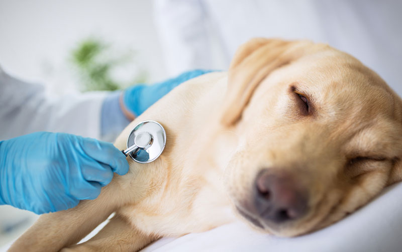 Đưa chó đến ngay phòng khám thú y nếu tình trạng co giật kéo dài
