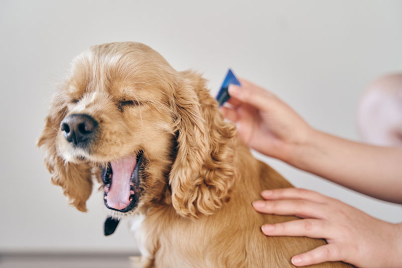 Loại bỏ ve chó giúp chúng tránh được tình trạng xuất huyết mũi