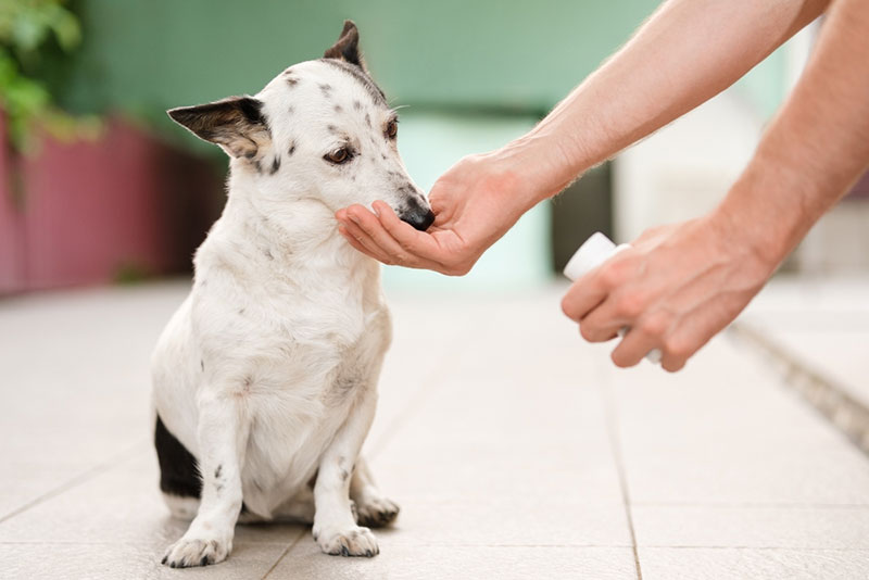 Cho chó uống thuốc chống co giật theo đúng chỉ dẫn của bác sĩ thú y