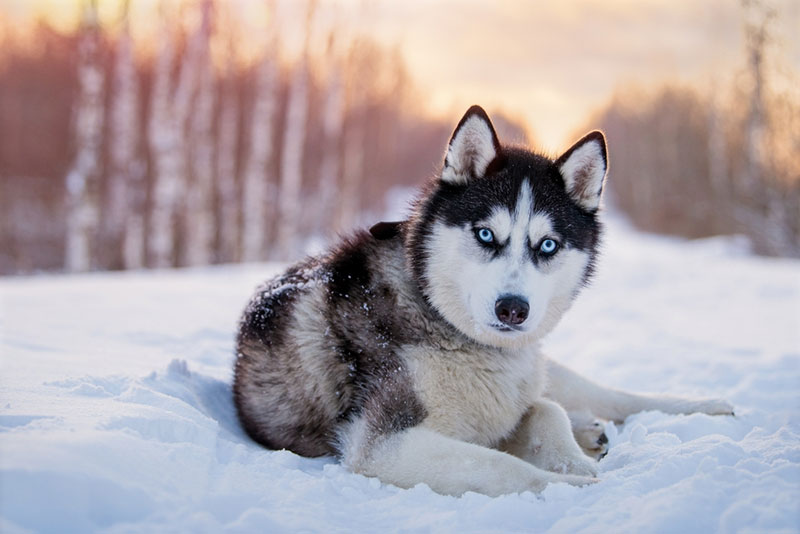 Husky có nguồn gốc từ Siberia, Nga