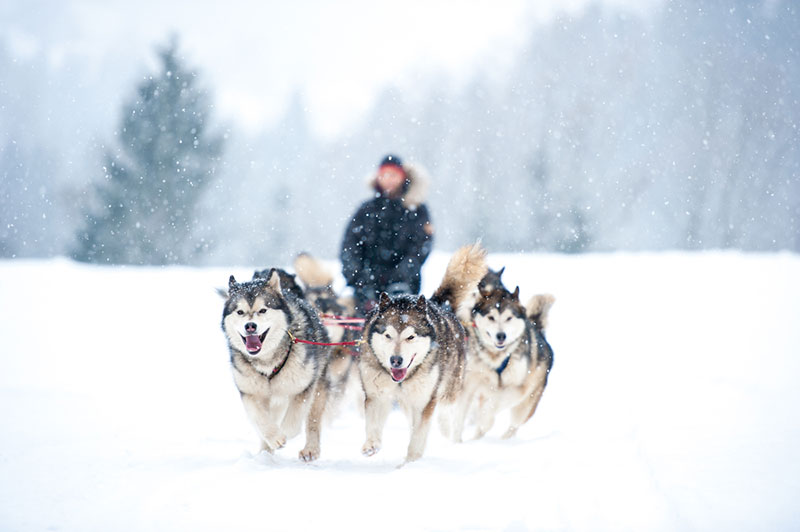 Chó Husky được biết đến nhờ khả năng kéo xe trượt tuyết giỏi