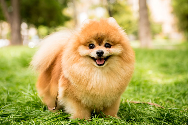 Chó Phốc sóc (Pomeranian)