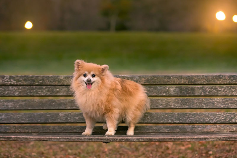 Chó Pomeranian có nguồn gốc từ Đức