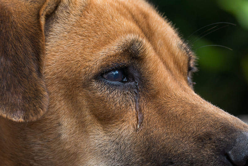 Dấu hiệu nhận biết mắt chó bị đau